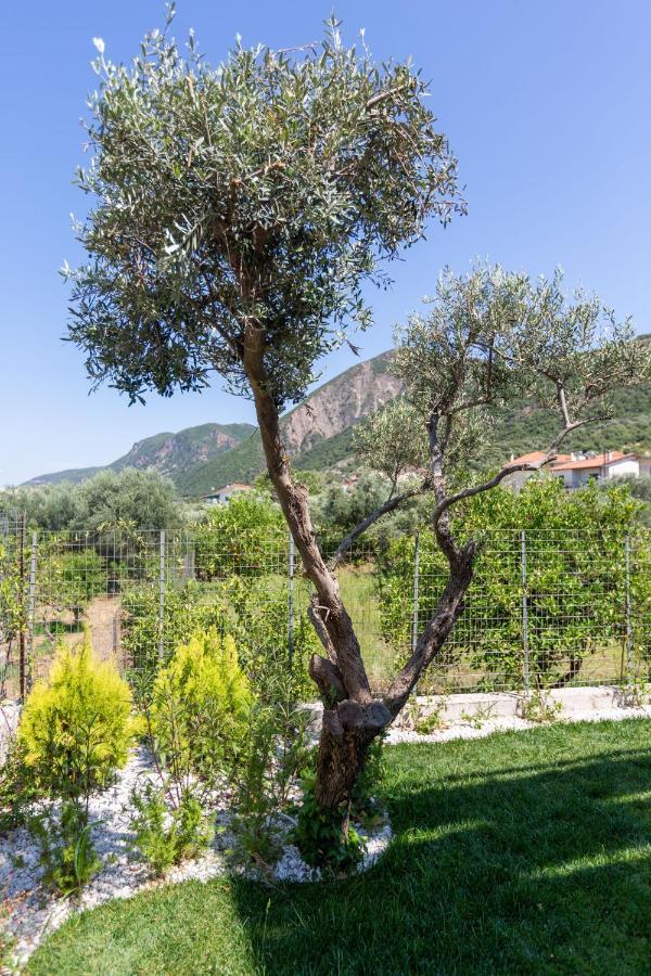 Апартаменты Two Olive Trees Псатопиргос Экстерьер фото
